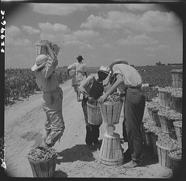 Bridgeton, New Jersey. Seabrook Farm. Weighing in beans...