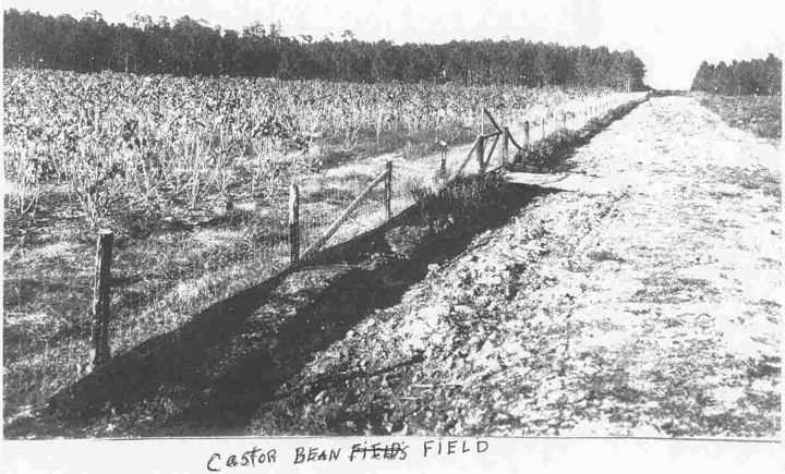 Olustee Fl - Castor Bean Field