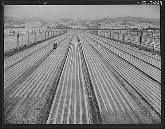 Agriculture. Guayule cultivation. Newly-seeded guayule...