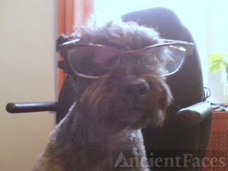 Dominga (Perez) Valentin dog