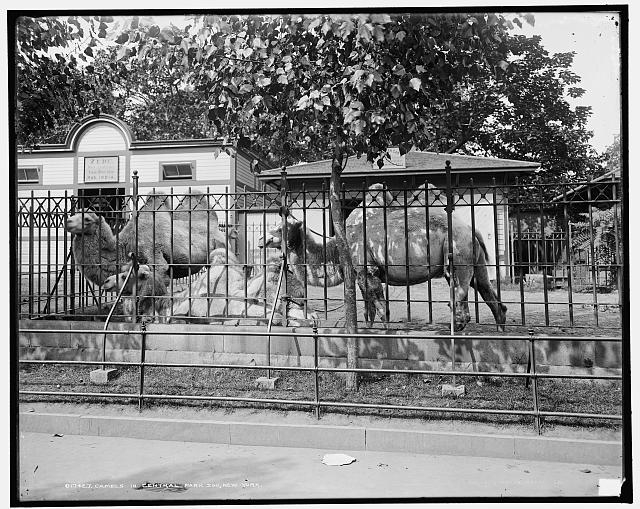 Camels in Central Park Zoo, New York