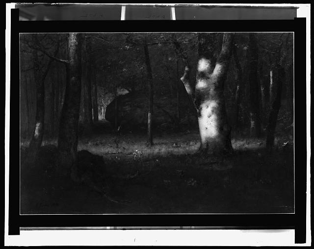 [Sunset in the woods]
