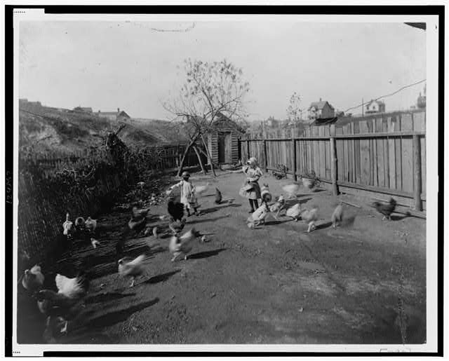 [Two African American children feeding chickens in a...
