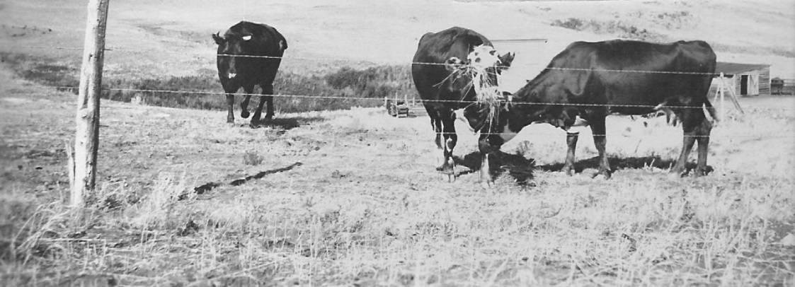 Cows in Montana