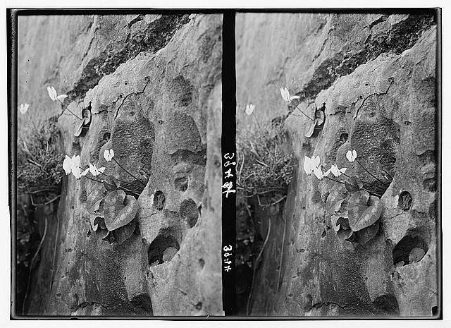 Agriculture, etc. Group of cyclamen. Growing through the...