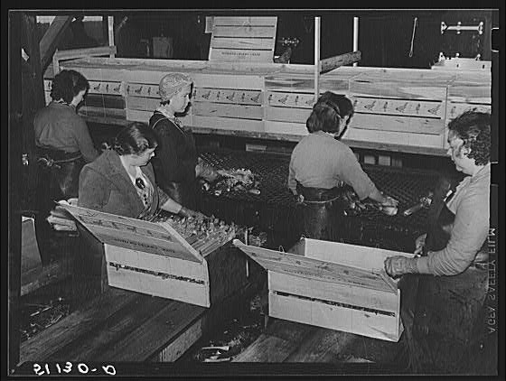 Migratory packinghouse workers crating celery. The amount...