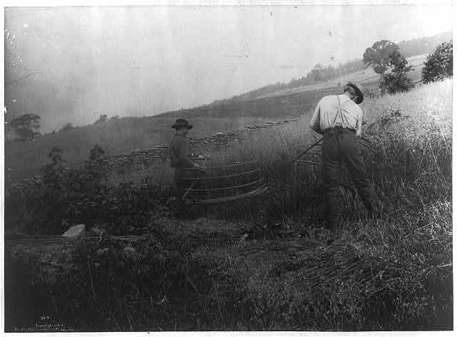 [Two men cutting grain, using scythes with cradles]
