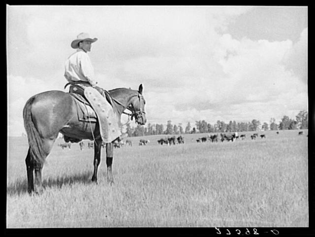 Cowhand. Three Circle roundup. Custer Forest, Montana