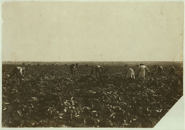 Part of the Schneider family at work in the beets. See...