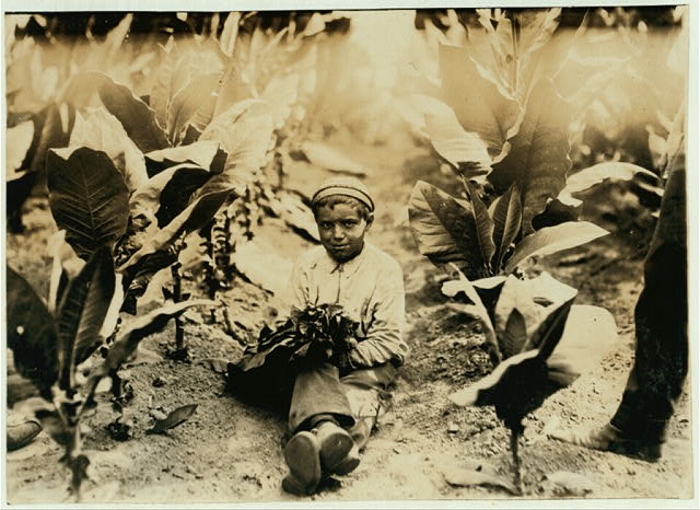 First picking, (#4881). Location: [Gildersleeve,...