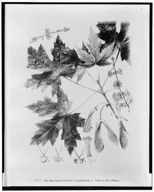 Acer dasycarpum Ehrhart - A saccharinum L. white or...
