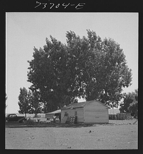 Ontario, Oregon (vicinity). House in shade built by white...