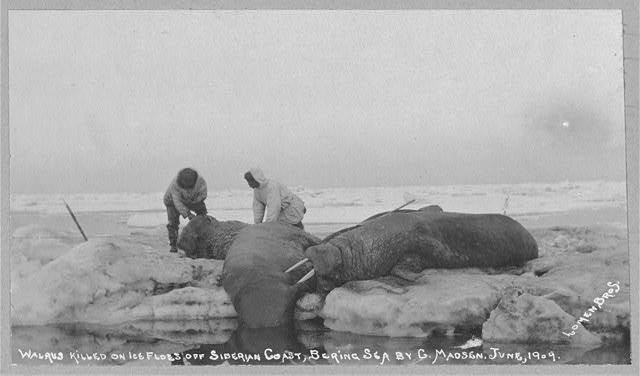Walrus killed on ice floes off Siberian Coast, Bering Sea...