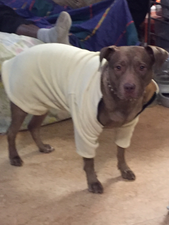 Gina Georgie Hollenbeck's dog