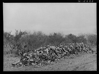 Pile of cactus which has heaped up after grubbing farm...