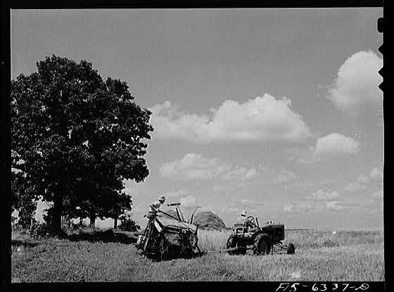 Vernon County, Wisconsin. Harvesting wheat on the...