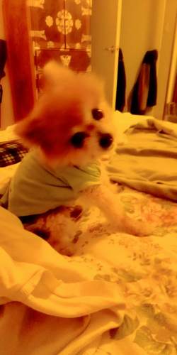 Punky our pom