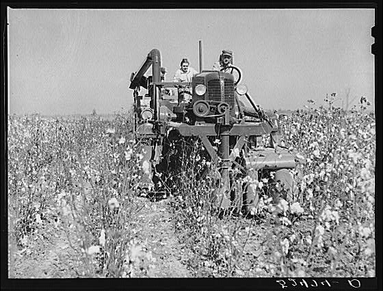 The rust cotton picker in field at Clover Hill...