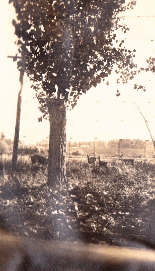 Wild deer