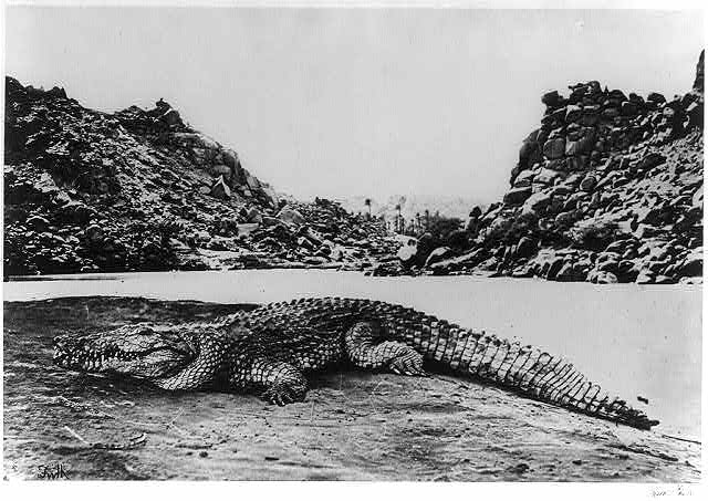 Crocodile on a sand bank