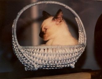 Cat in a basket, 1980's