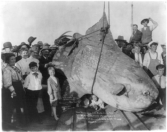 The monster sun fish caught by W.N. McMillan of E....