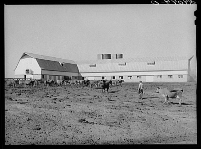 Dairy herd at Hillview Cooperative leads the Pettis...
