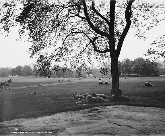 Sheep in Central Park, New York
