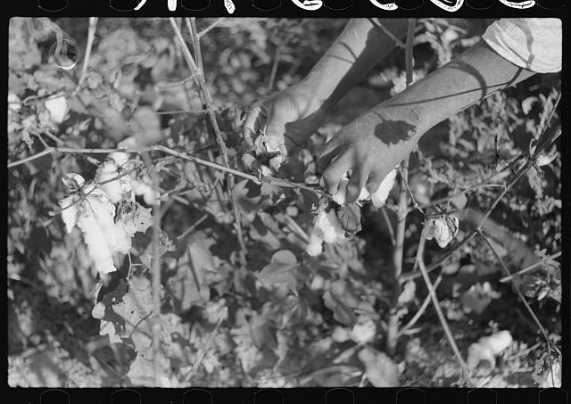 Day laborer picking cotton on Marcella Plantation,...