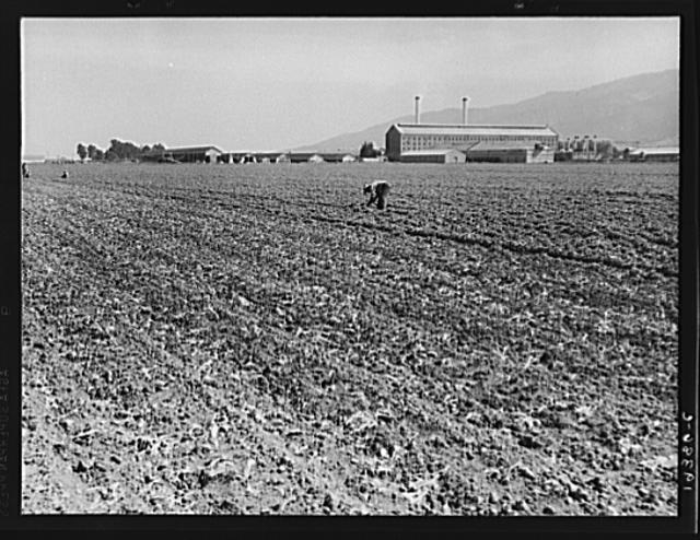 Spreckels sugar factory and sugar beet field with Mexican...