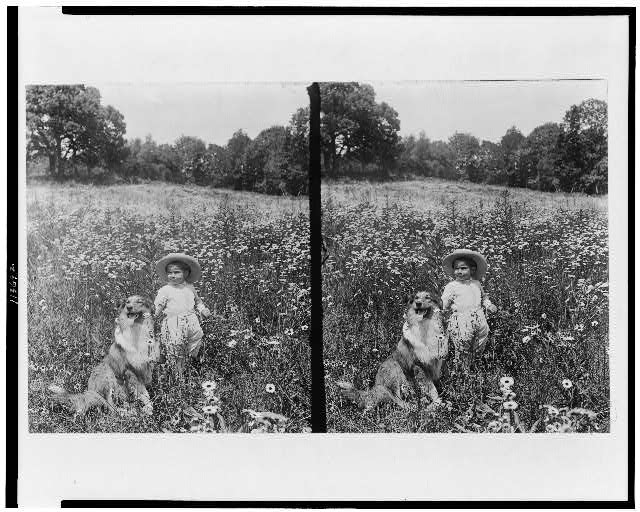 [Child and collie in field of wildflowers]