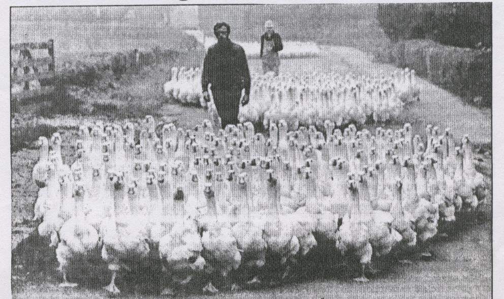 Thomas and Sarah Bruff taking Geese to Market