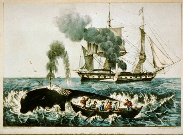 Whale fishery: attacking a right whale