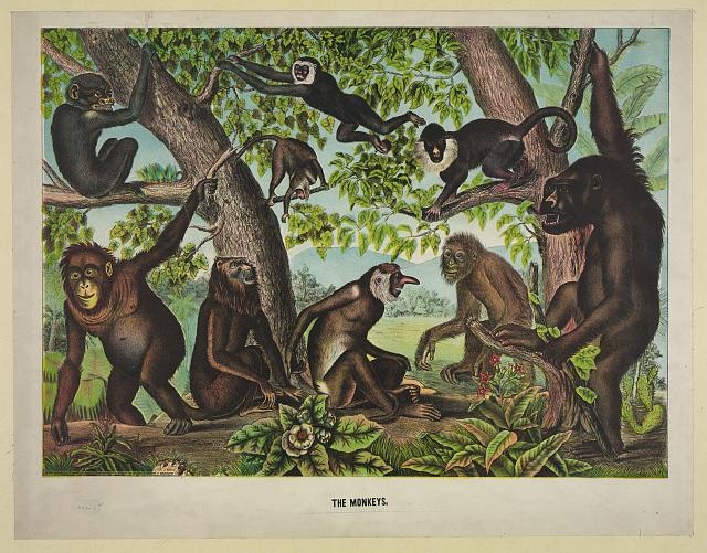 The monkeys