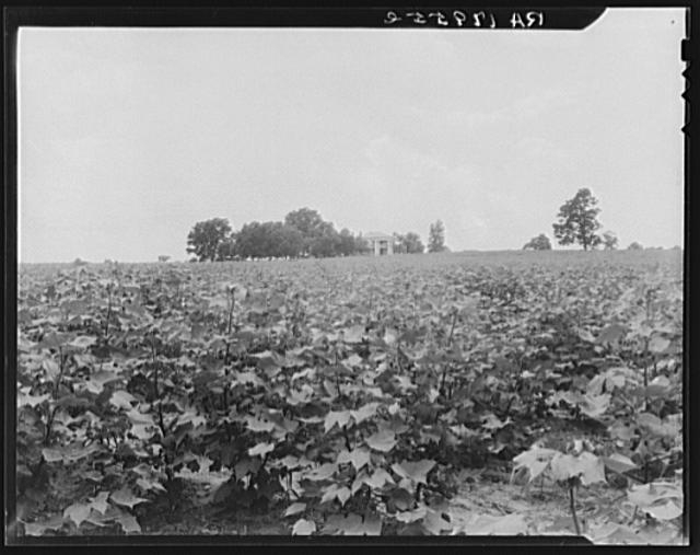 Cotton field and plantation house. Macon County, Georgia