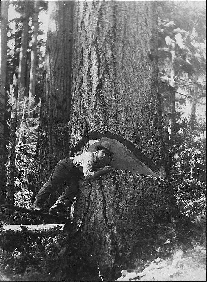 Logging Picture #4