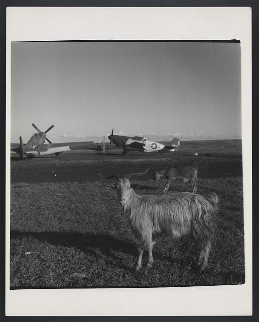 [Goats on runway, Ramitelli, Italy, March 1945]