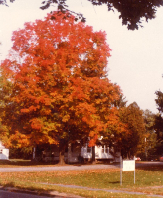 Smith house, maple tree