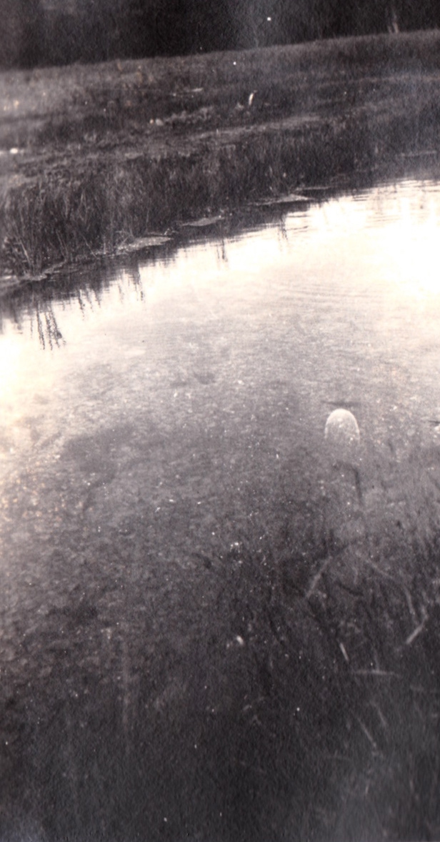 Tranquil Pond