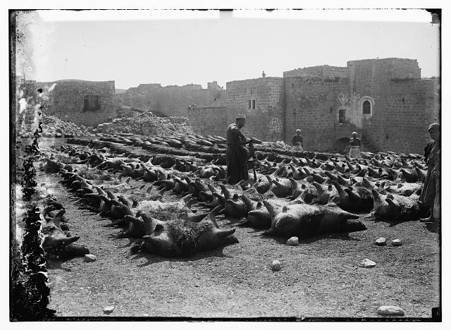 Goatskin tannery at Hebron