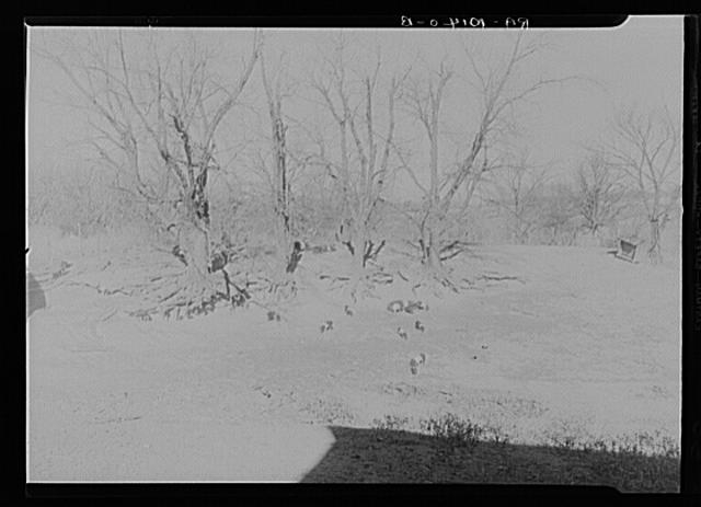 Nannie Emrick farm near Aledo, Illinois, showing how tree...
