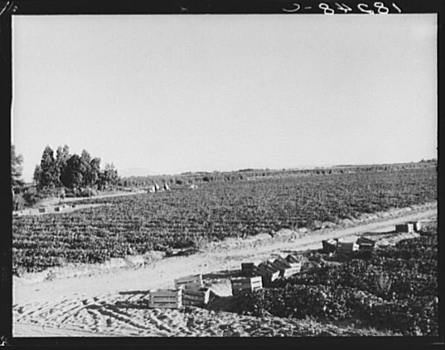 Mexican cantaloupe pickers at 5:00 a.m. Imperial Valley,...