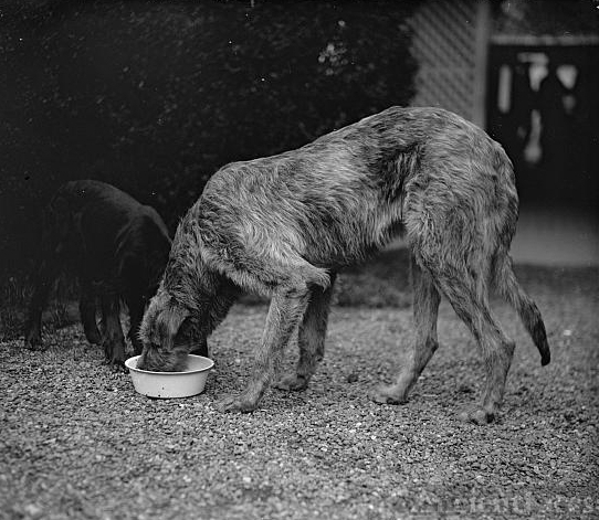 Pat, Irish Wolfhound, 4/11/29