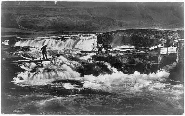 Salmon jumping the rapids