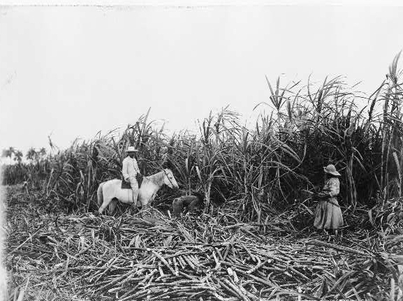 Cutting cane on a Cuban sugar plantation