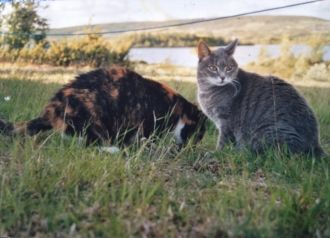 Ellen Ourom's cats