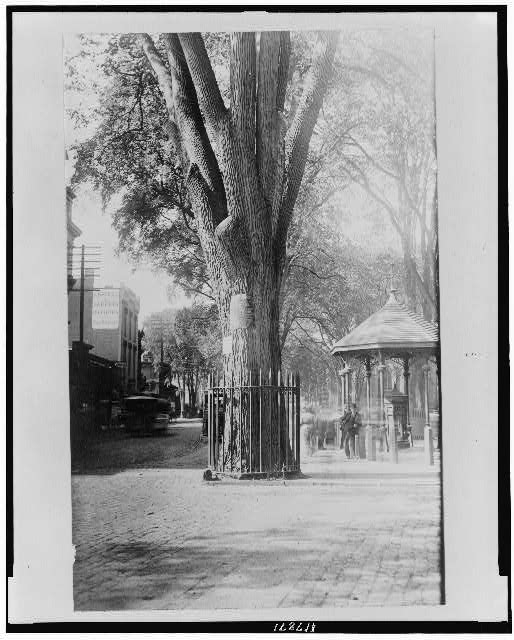 The Franklin elm and town pump about 1880